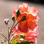 image: bloemen (cvi) photoset