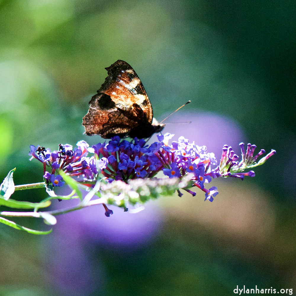 image: butterfly on a blue plume