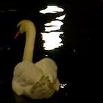 Seventh image from the photoset 'amsterdam (xx)'.