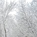 Image: First image from the photoset 'wood (xvi)'.