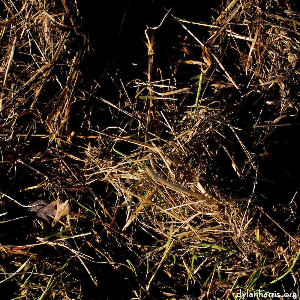 image: This is ‘swineshead (i) 1’.