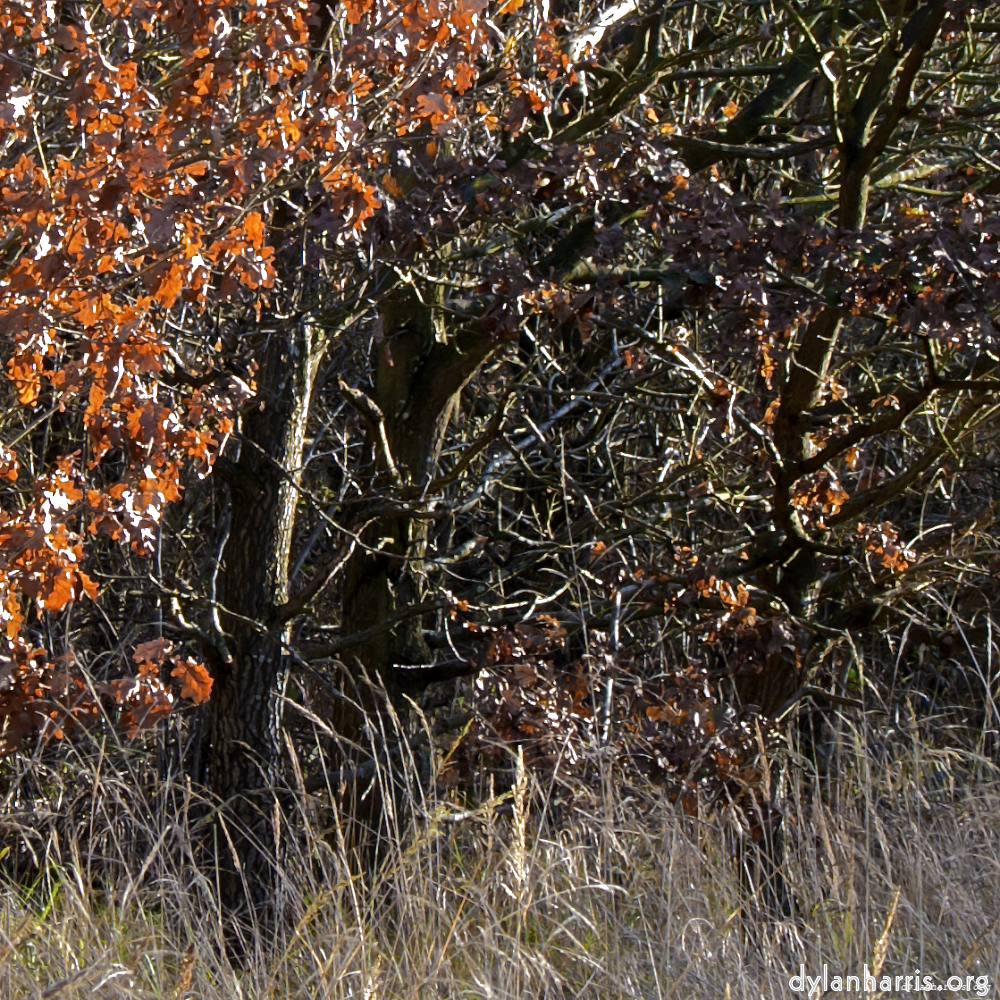 image: This is ‘swineshead (i) 2’.