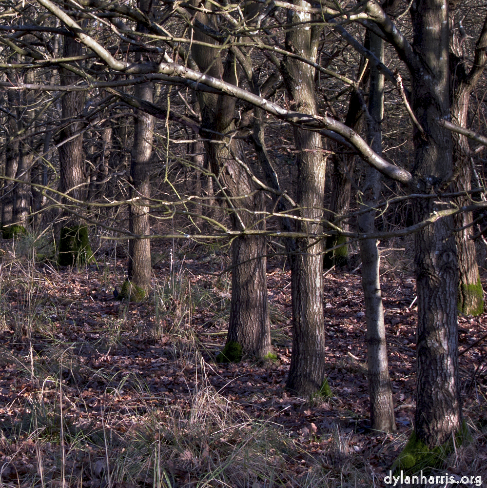 image: This is ‘swineshead (i) 3’.
