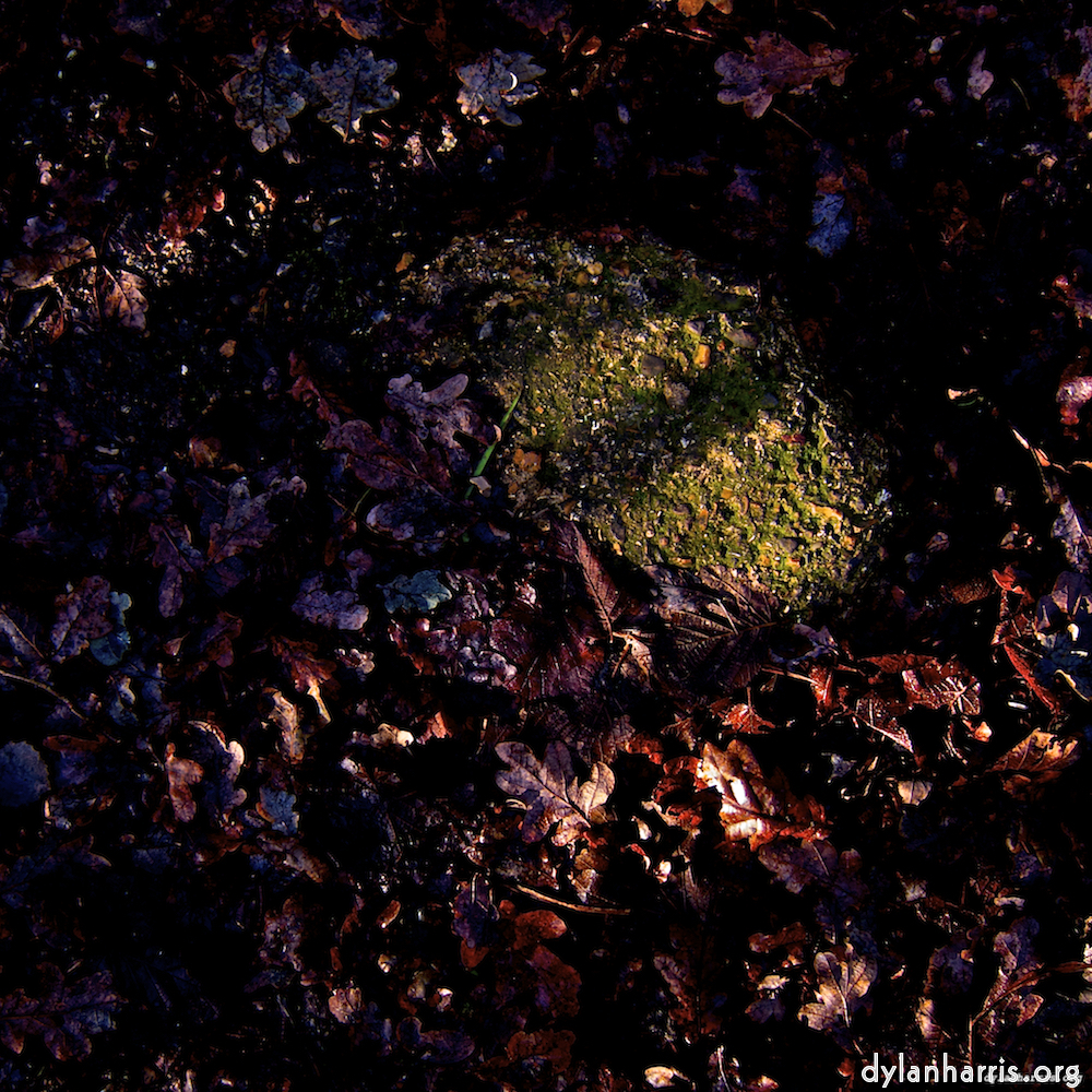 image: This is ‘swineshead (i) 6’.