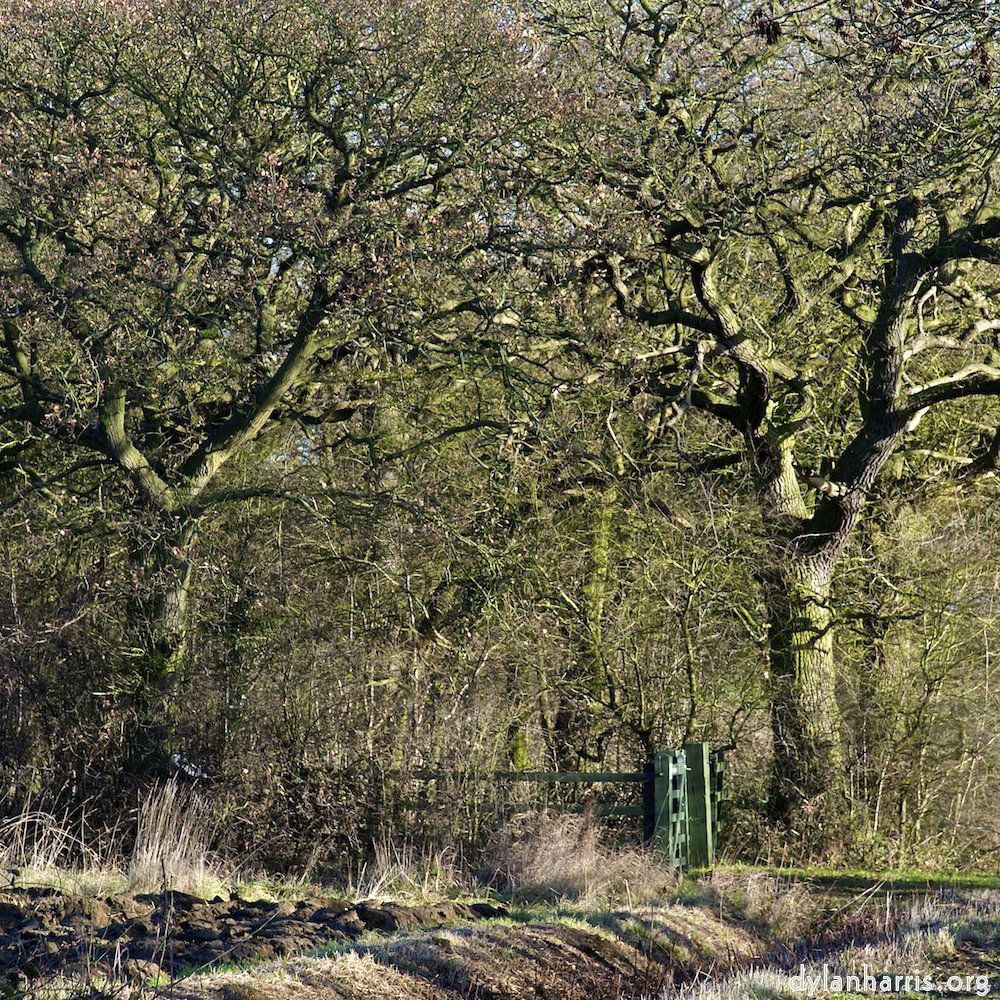image: This is ‘swineshead (iv) 7’.