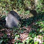 Image: Third image from the photoset 'graveyard (iii)'.