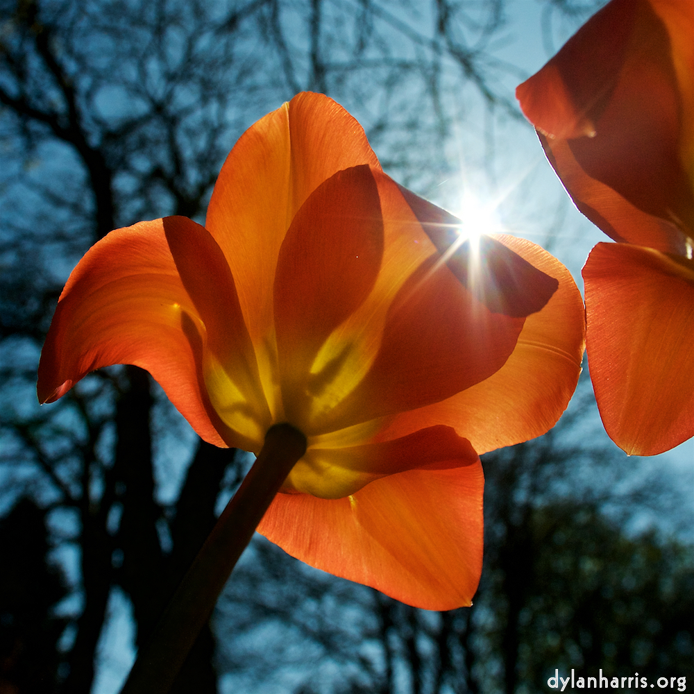 image: Voici ‘fleurs d’esch (xliii) 6’.