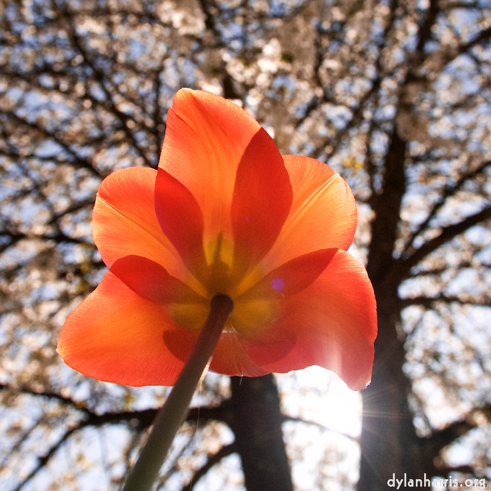 image: Voici ‘fleurs d’esch (xliii) 7’.