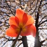 Image: Seventh image from the photoset 'escher blummen (xliii)'.