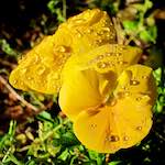 Image: Eighth image from the photoset 'flower (xv)'.