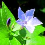 Image: Seventh image from the photoset 'flower (xvi)'.