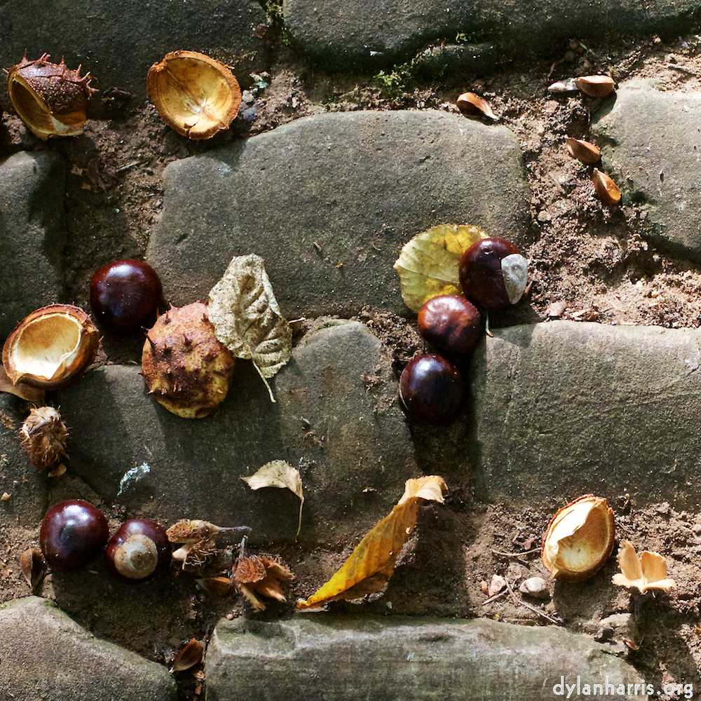 image: This is ‘autumn (i) 1’.