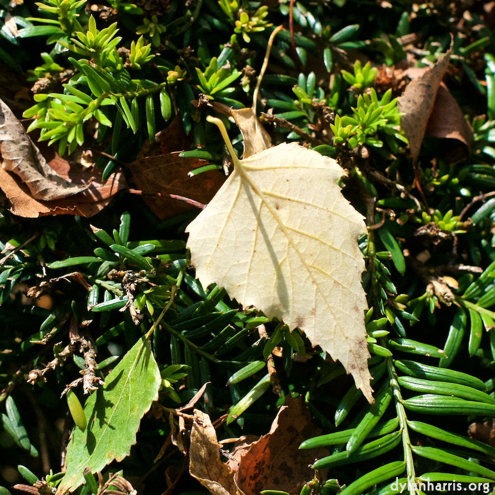 image: This is ‘autumn (i) 2’.