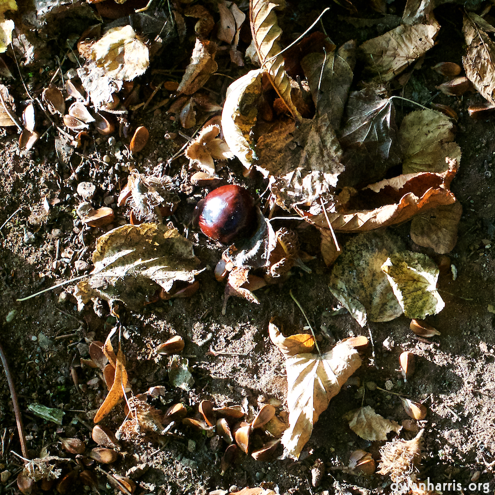 image: This is ‘autumn (i) 3’.