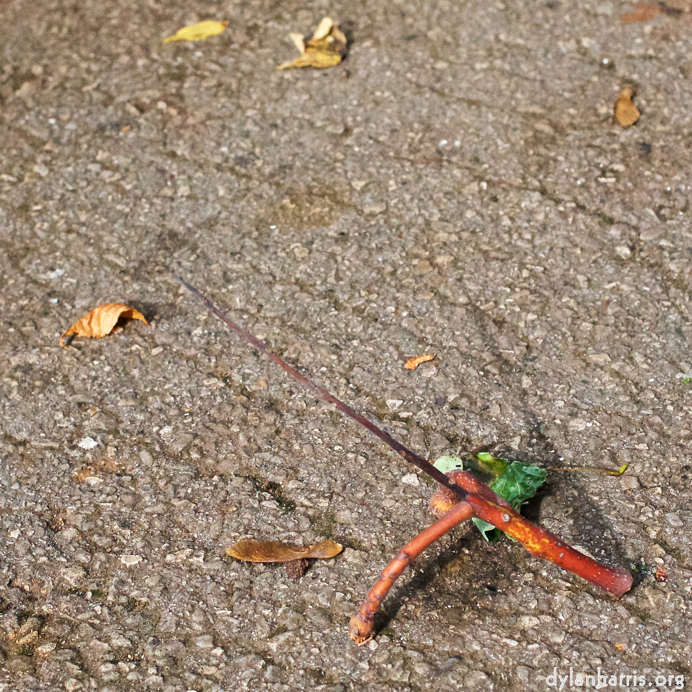 image: This is ‘autumn (i) 6’.