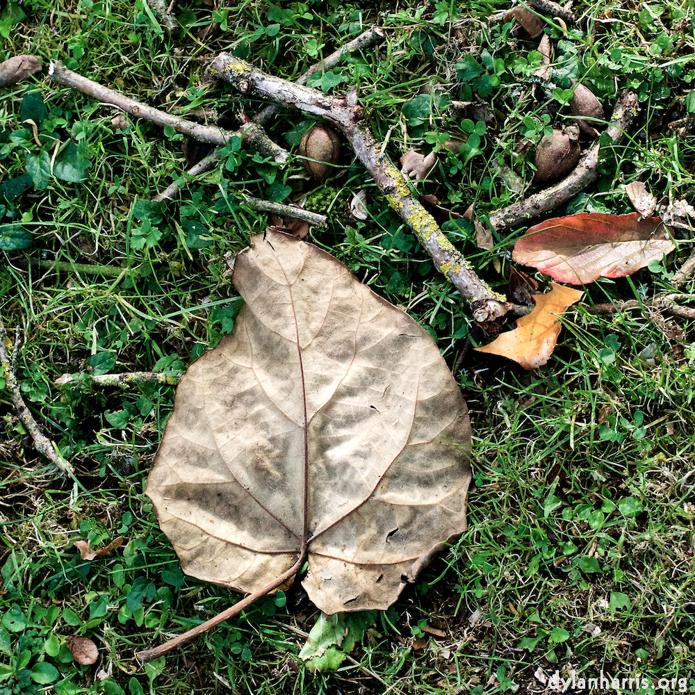 image: This is ‘autumn (i) 7’.