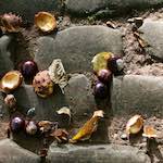 image: Image from the photoset ‘autumn (i)’.