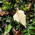image: Image from the photoset ‘autumn (i)’.
