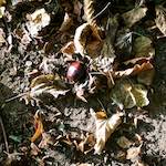image: Image from the photoset ‘autumn (i)’.