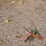 image: Image from the photoset ‘autumn (i)’.