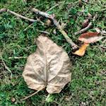 image: Image from the photoset ‘autumn (i)’.
