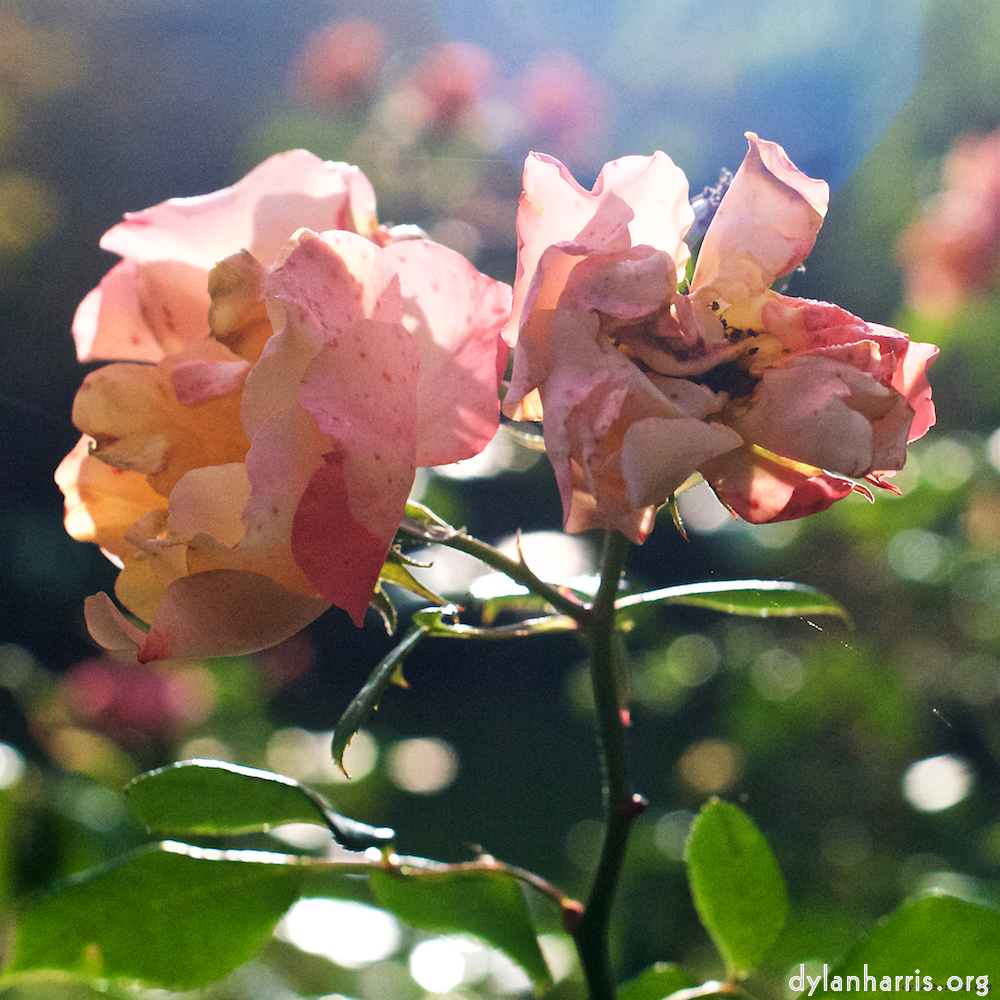 image: flowers