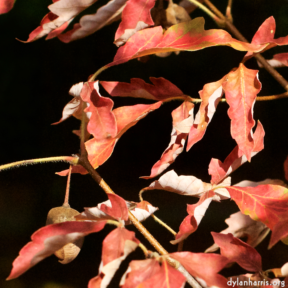 Image 'autumn (ii) 3'.