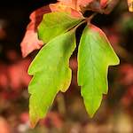 Image: First image from the photoset 'autumn (ii)'.