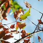 Image: Second image from the photoset 'autumn (ii)'.