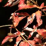 Image: Third image from the photoset 'autumn (ii)'.