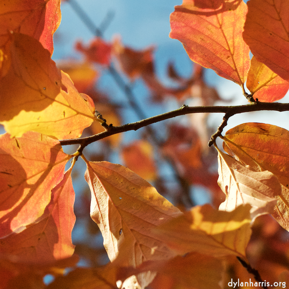 Image: Image 'autumn (iii) 2'.