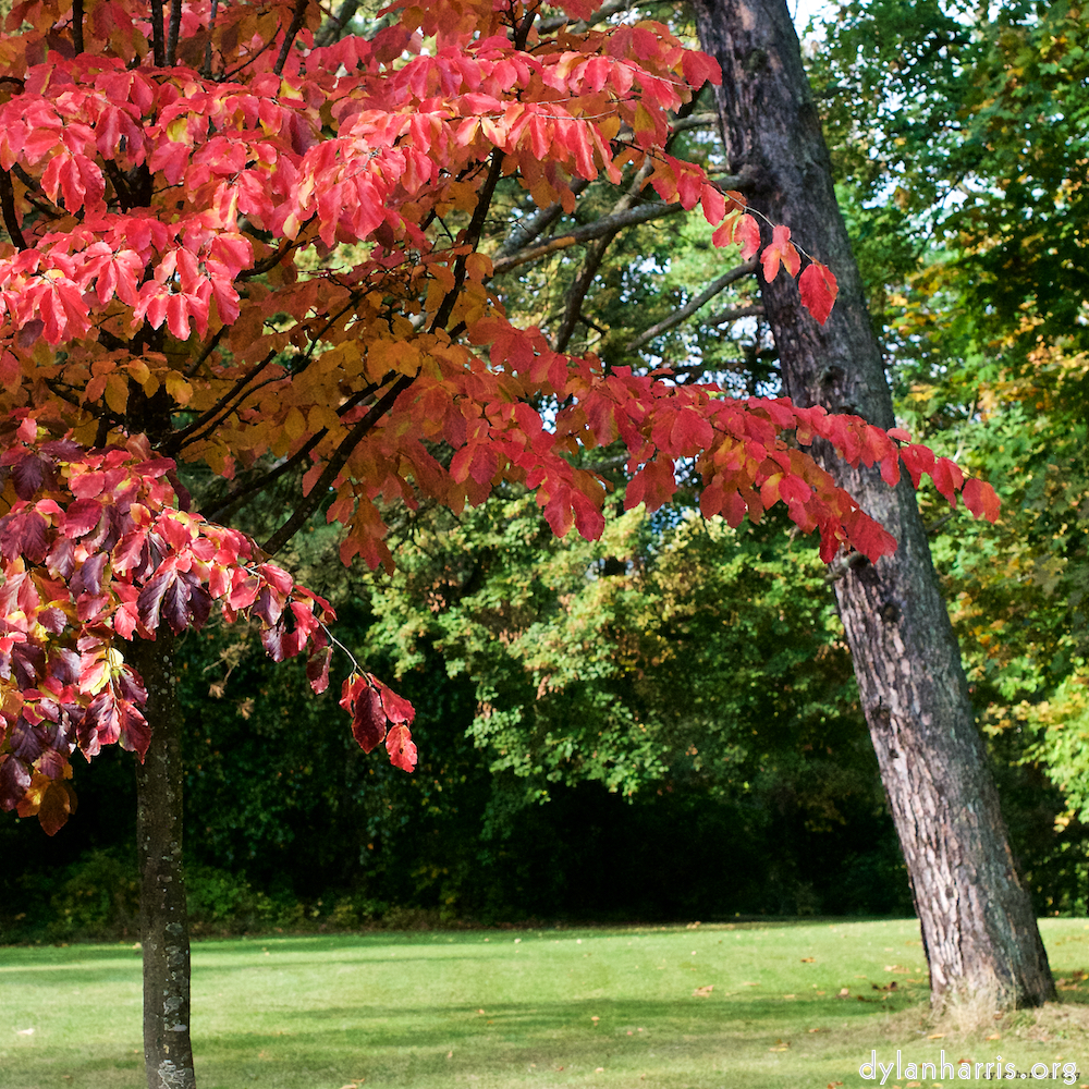 Image: Image 'autumn (iii) 4'.