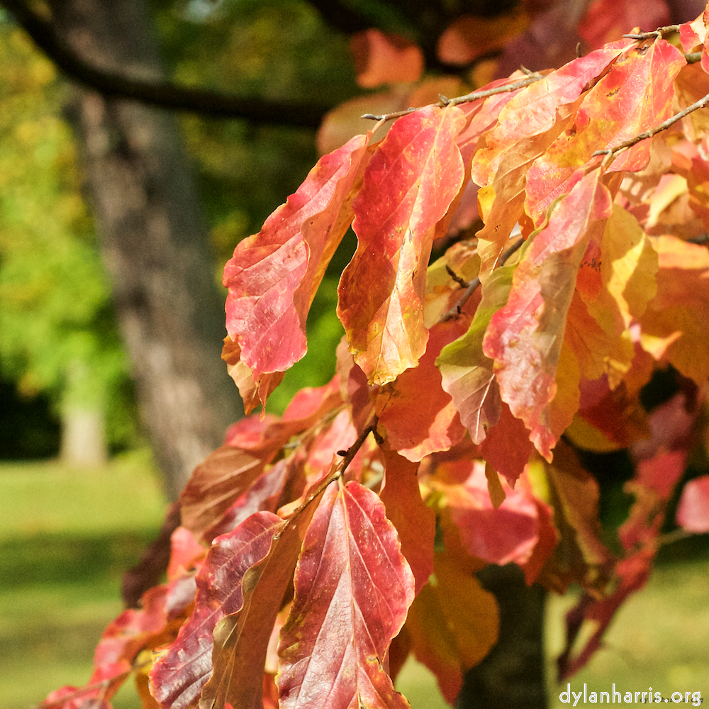 Image: Image 'autumn (iii) 6'.