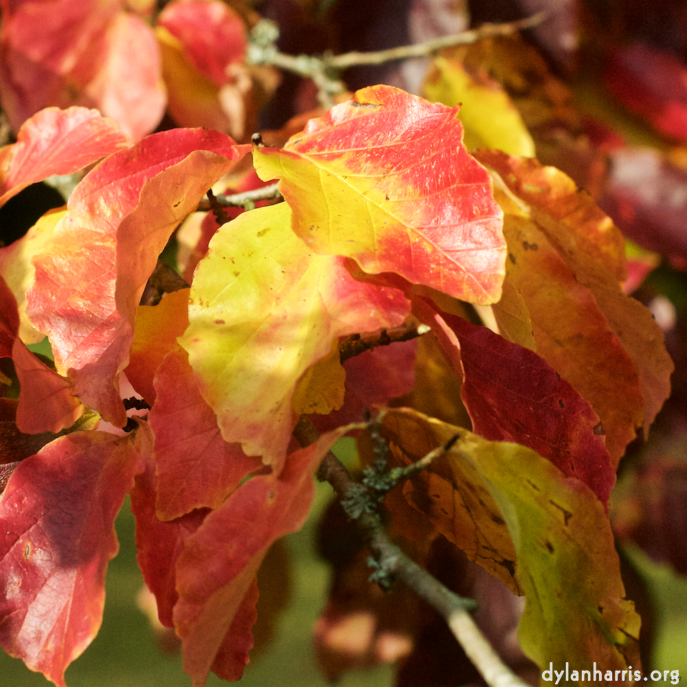 Image: Image 'autumn (iii) 7'.