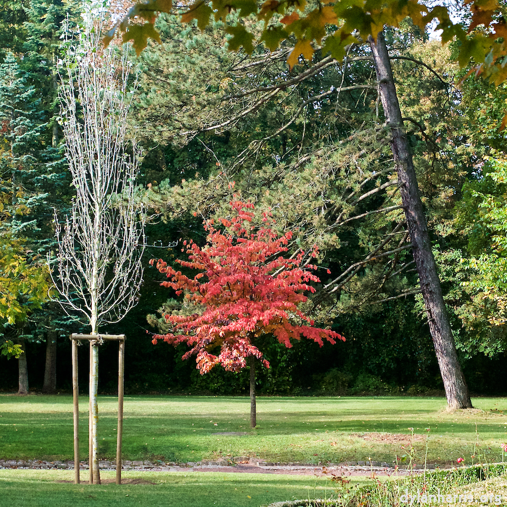 Image: Image 'autumn (iii) 8'.