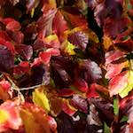 Image: First image from the photoset 'autumn (iii)'.