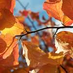 Image: Second image from the photoset 'autumn (iii)'.