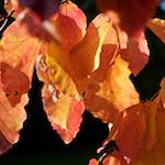 Image: Third image from the photoset 'autumn (iii)'.