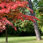 Image: Fourth image from the photoset 'autumn (iii)'.