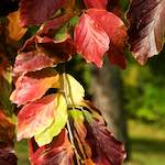 Image: Fifth image from the photoset 'autumn (iii)'.