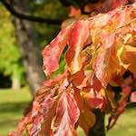 Image: Sixth image from the photoset 'autumn (iii)'.