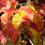 Image: Seventh image from the photoset 'autumn (iii)'.