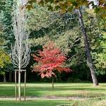 Image: Eighth image from the photoset 'autumn (iii)'.