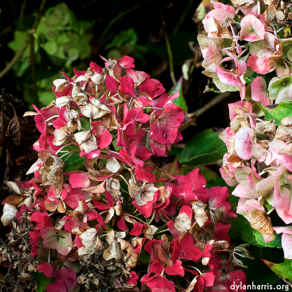 Image 'flower (xxix) 2'.