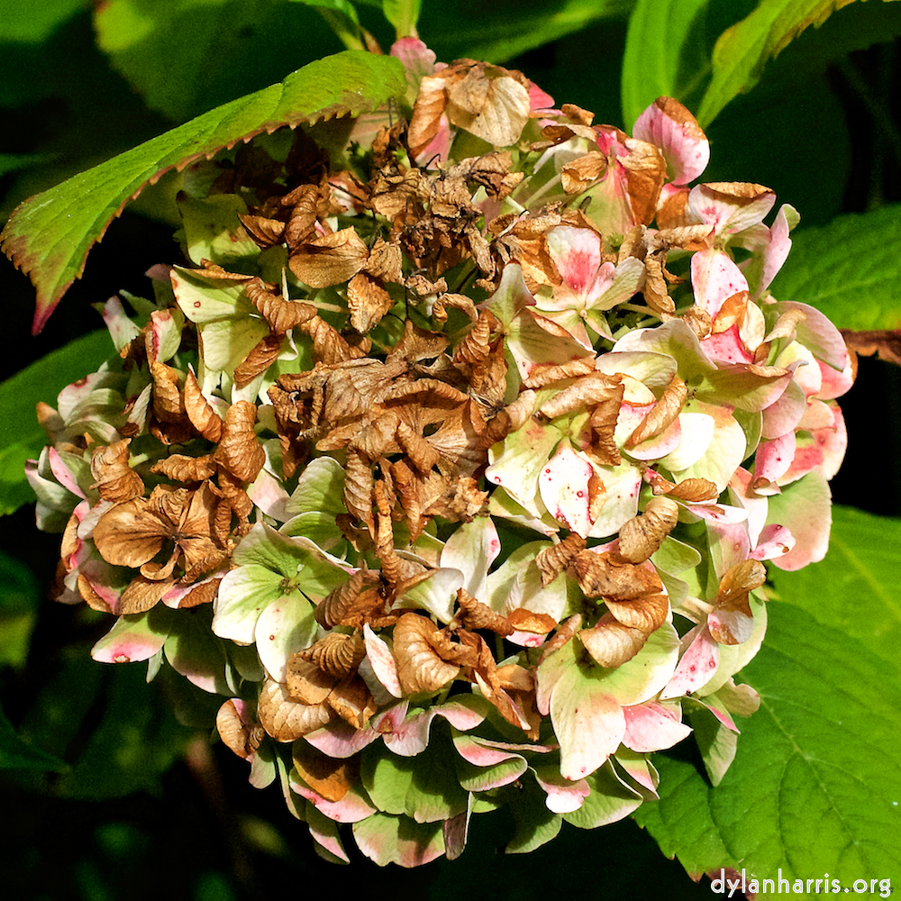 Image 'flower (xxix) 5'.