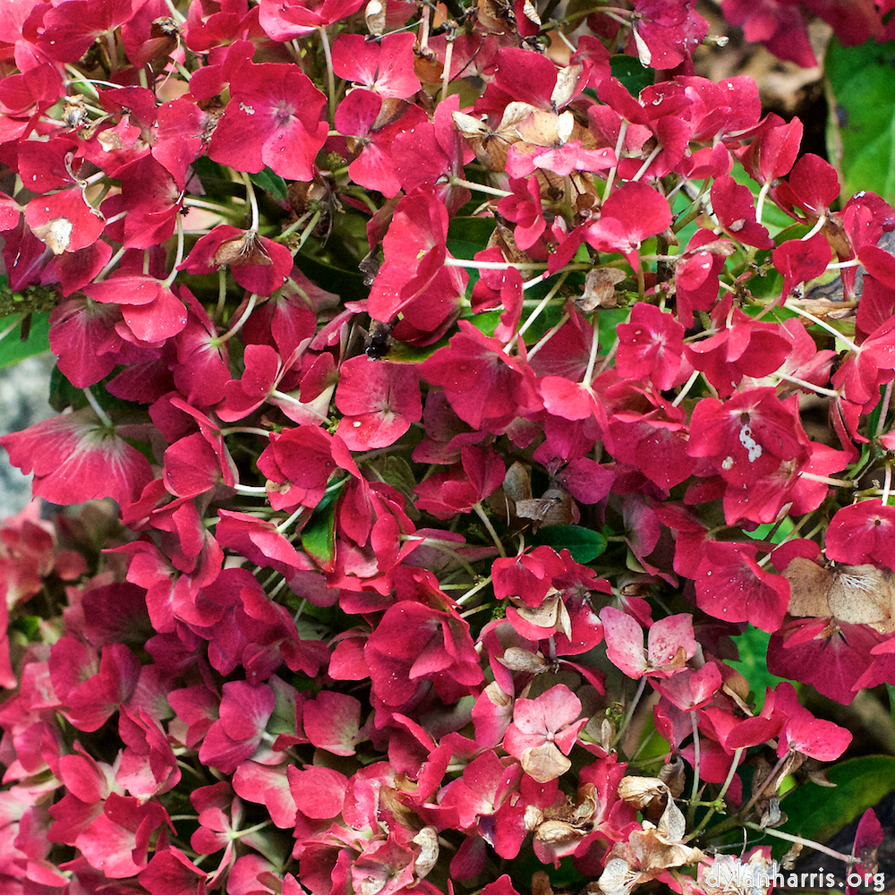 Image 'flower (xxix) 6'.
