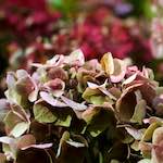 First image from the photoset 'flower (xxix)'.