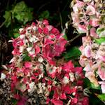 Second image from the photoset 'flower (xxix)'.