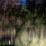 image: Image from the photoset ‘wood (xiv)’.