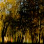 image: Image from the photoset ‘wood (xiv)’.